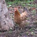 Roosters abound in Latin America