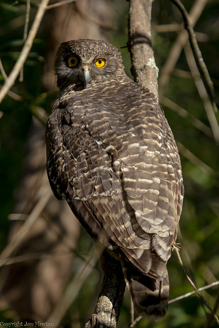 Powerful Owl