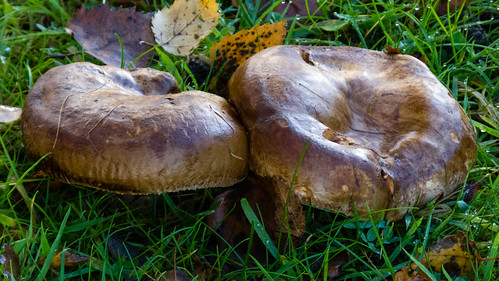 Oak roll rim mushrooms