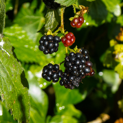November blackberries