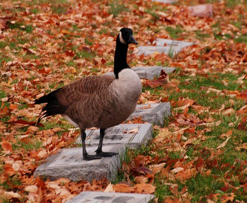 autumn fall nature colors cemetery leaves birds oakhill cincinnati aves oh canadagoose thegalaxy jennypansing