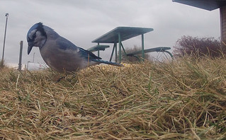LCSP Bluejay 2 - Fall 2012 | DCIM\101GOPRO | ND Parks and Recreation ...