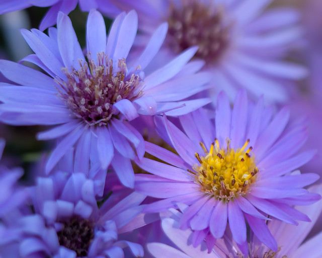 Little Asters..