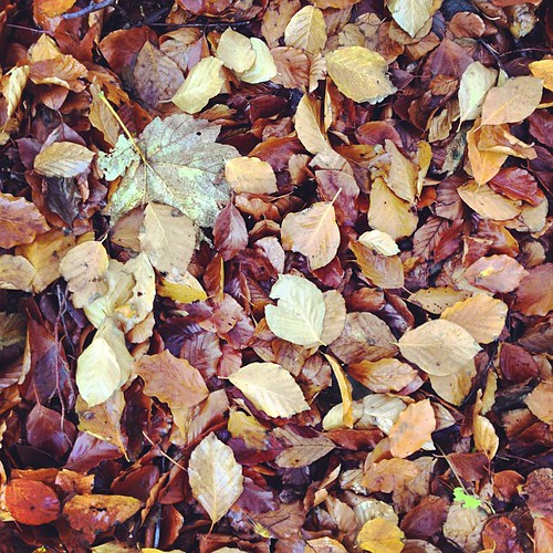 Autumn #fotoudfordring | via Instagram instagr.am/p/R4lpmPGA… | Flickr