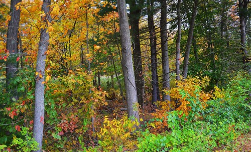cromwell watrous autumn johnjmurphyiii park connecticut usa 06416 foliage