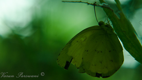 DSC_4821 | by Varun Parswani
