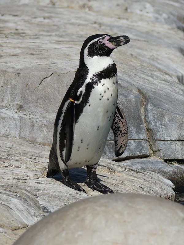 Pinguin, Zoo d´Amneville