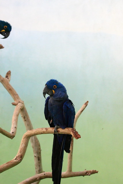 Bronx Zoo Blue Macaw