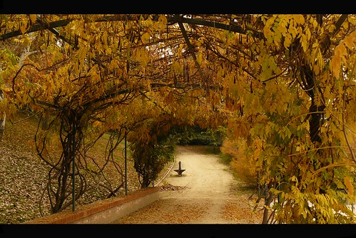 madrid autumn trees españa nature leaves automne leaf spain path herbst natur natura autumnleaves otoño 秋 autunno spanien pergola ocher スペイン ocra ocker laubengang