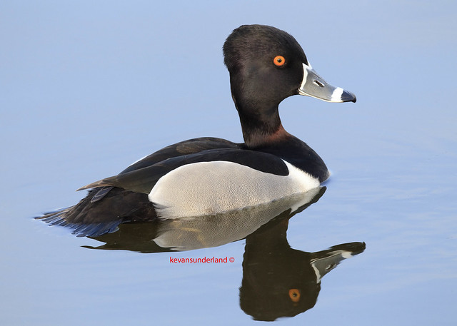 Ring Necked Duck Reflection Viera Wetlands