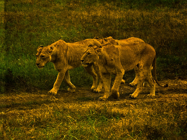 Leonas hambrientas en el P.N Serengueti ( Tanzania )