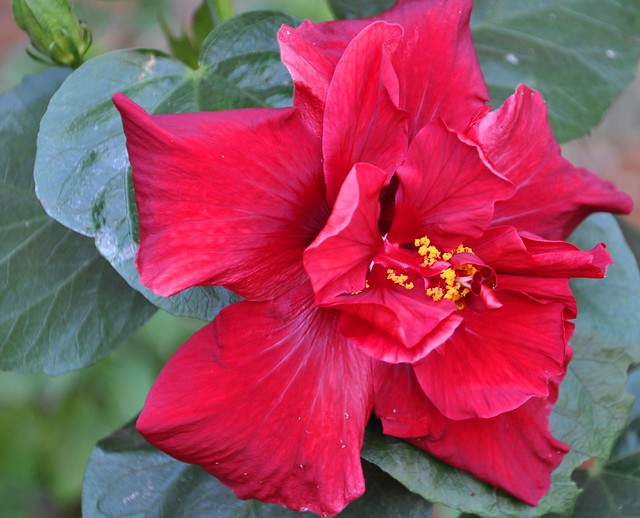 Dark Red Double Hibiscus -- another color variant