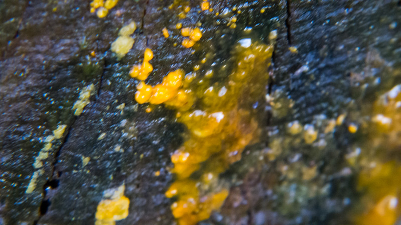Yellow mould on a felled tree