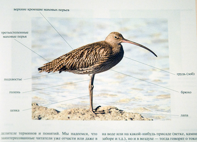 The complete guide of birds of European part of Russia