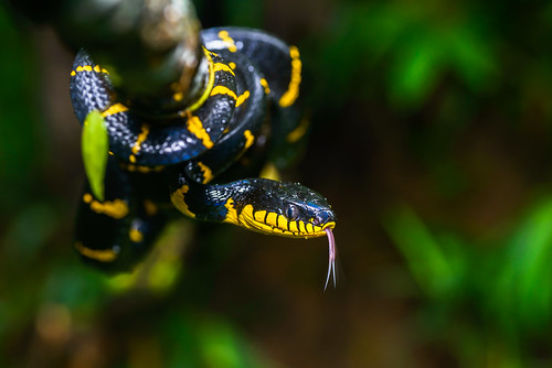 Boiga dendrophila, Mangrove cat snake - Khao Sok National Park | by Rushen!