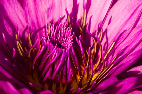 usa flower purple unitedstates 10 unitedstatesofamerica stlouis waterlilies missouri botanicalgarden waterlilly missouribotanicalgarden nymphaeaceae shawsgarden fav10