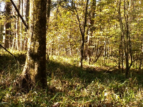 sc carolina carex grass sedges trees trunks forest shrubs floodplain levee wateree ilex carpinus vitis ampelopsis usc