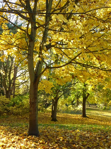Norway maple | by Saturdaywalker