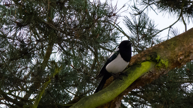 Magpie on a bough