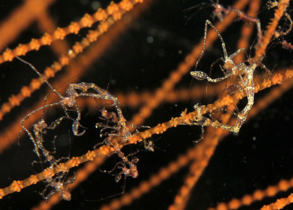 Caprellide sp. Skeleton Shrimp, scuba diving (Tauchen), Ro… | Flickr