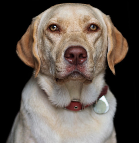 Pepper's Portrait | by AustinBenji