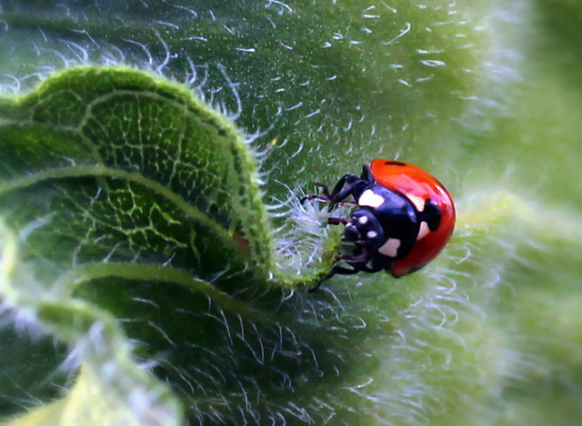 ladybug giant-slalom