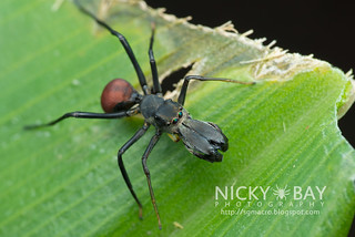 Ant-Mimicking Jumping Spider (Toxeus maxillosus) - DSC_1263