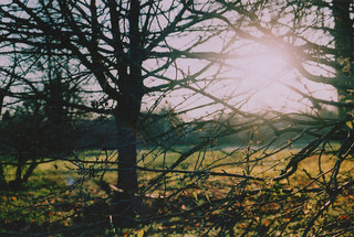 Autumn Trees in Beaconsfield (Film)