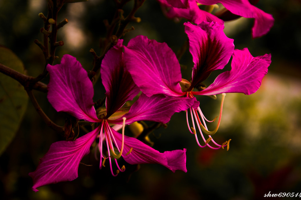 洋紫荆—红花羊蹄甲| 广东惠州大亚湾的红树林公园中种植了很多红花羊蹄甲，冬季是它开花的季节，现在每棵树上都开满了紫色的… | Flickr