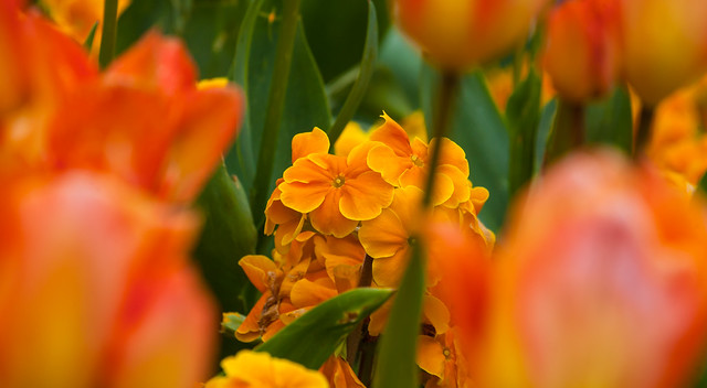 A blast of gold amid  the tulips