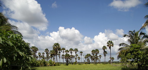 palms countryside cambodia ricepaddies siemreap