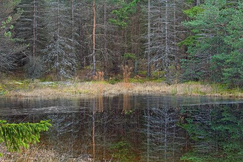 autumn trees forest reflections pond hiking pennsylvania creativecommons coniferous diseased endlessmountains loyalsockstateforest sullivanmountain lycomingcounty mcintyrewildarea cytosporacanker