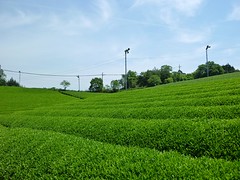 Iwata family's Tea Garden in Nara