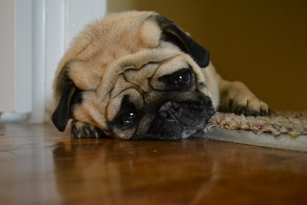 sad pug