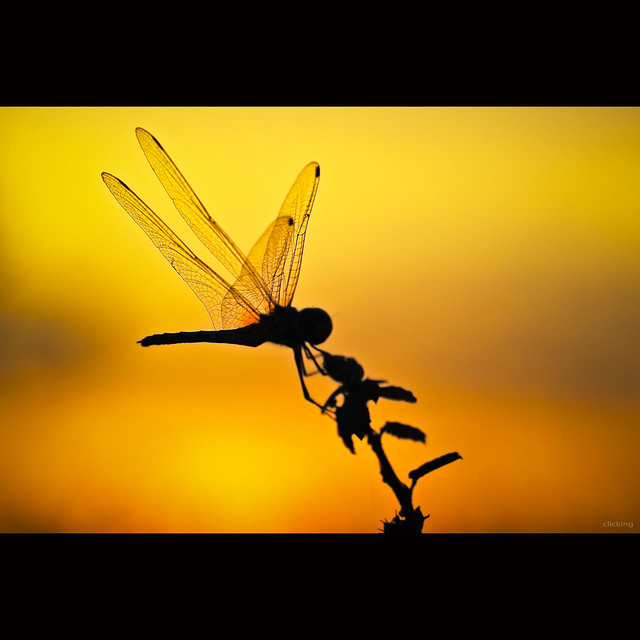 Dragonfly at the sunset