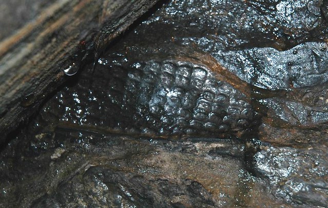 Fossil lycopod log (Llewellyn Formation, Middle Pennsylvanian; Pioneer Tunnel Coal Mine, Ashland, Pennsylvania, USA)