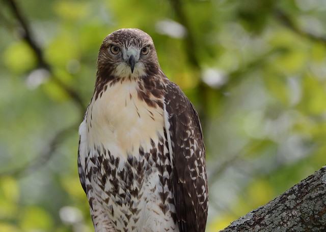 Red-tailed Hawk (Explored 9/23/2016)