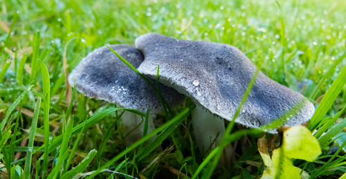 Mushroom with a grey cap