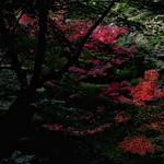 「牡丹色」 東福寺 - 京都