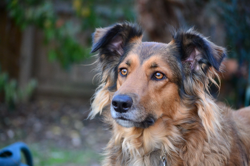 dogs 023