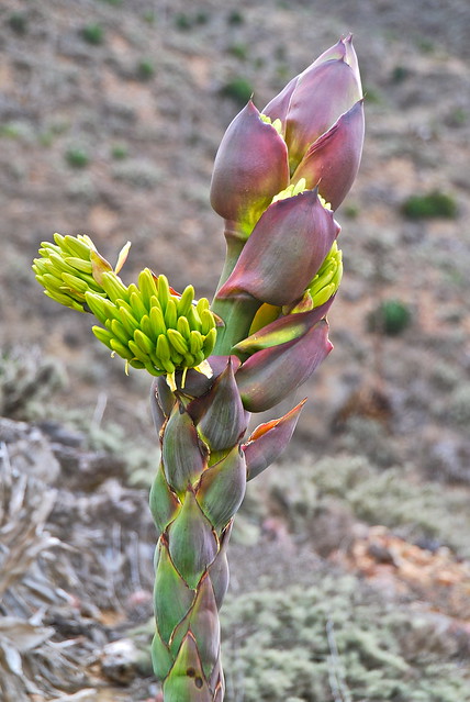 Agave shawii Flower Bud