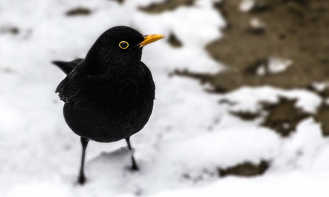 Blackbird braving first snowfall