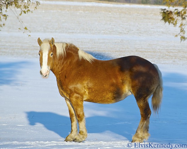 A Horse in Winter