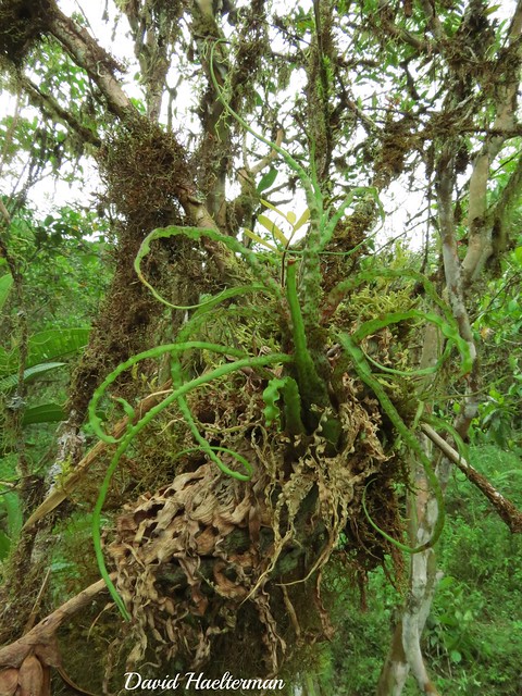 Racinaea (Tillandsia) crispa in situ, Valle del Cauca department, Colombia.