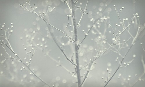 delicate | by trivet