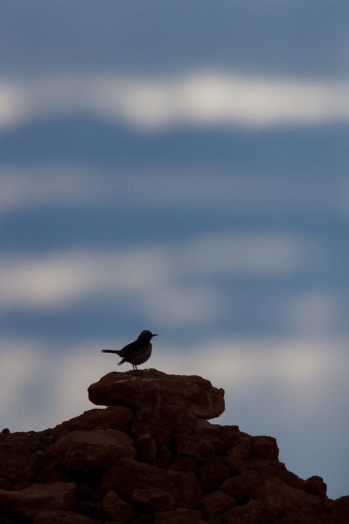 Oenanthe moesta | Red-rumped Wheatear | berberstenskvätta