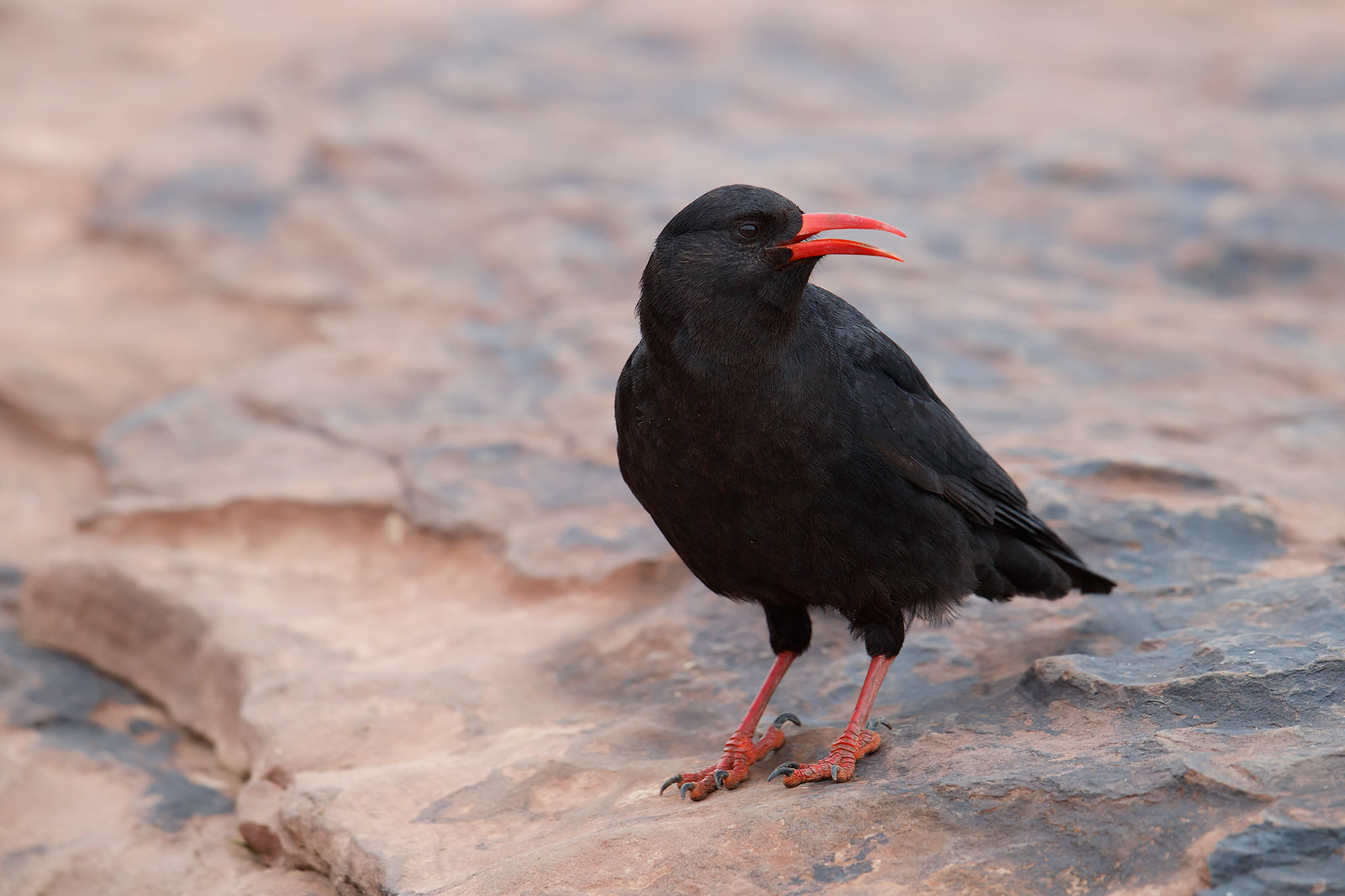 Pyrrhocorax pyrrhocorax | Red-billed Chough | alpkråka