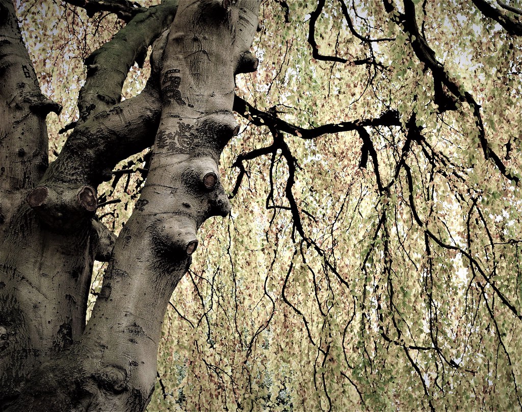 Les arbres | Flickr
