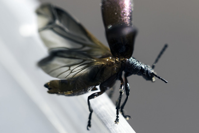 Chizzy Winks Insect zookiemommy | Flickr