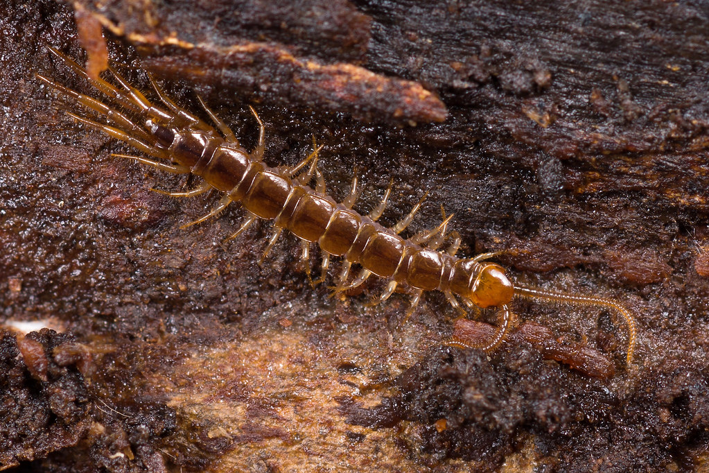 Lithobiidae | Flickr